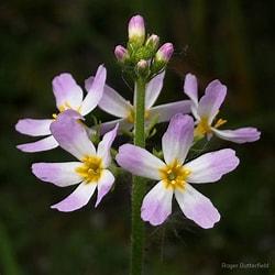 water violet